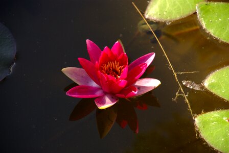 Aquatic blossom lily
