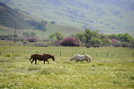Array canada horses photo