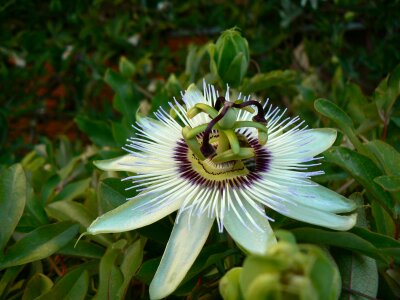 Floral spring plant