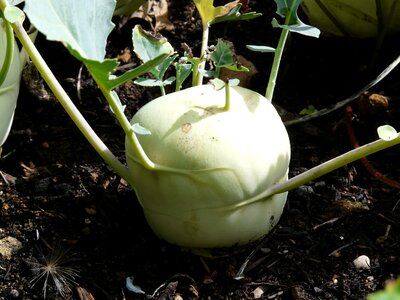 Kohl brassica oleracea upper kohlrabi