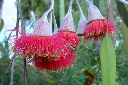 Bloom blossoming 