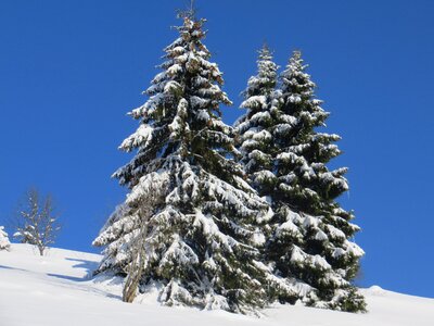 Black forest wintry forest photo