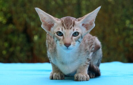 Oriental shorthair stripes fur