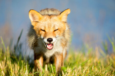 Red fox with it's mouth open-5