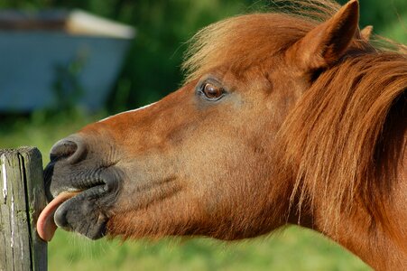 Animal grass horses