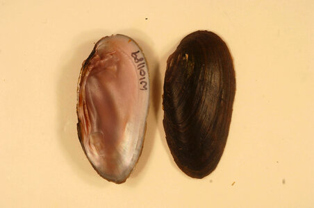 Elliptio dilatata-1