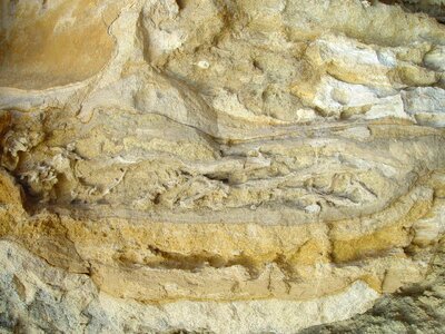 Limestone rock root photo