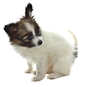 Papillon dog animal