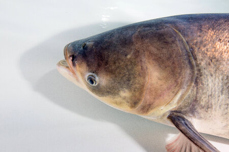 Bighead Carp Adult-1
