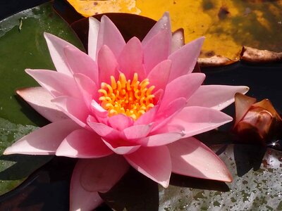 Aquatic beautiful flowers beautiful photo