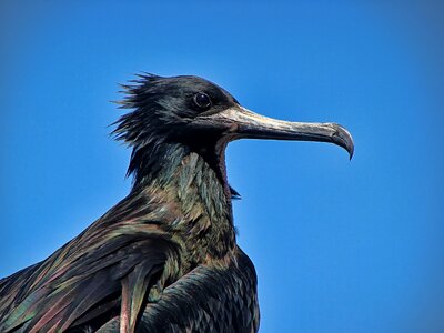 Beak bird varmint photo