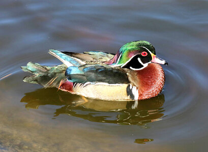 Wood Duck-1 photo