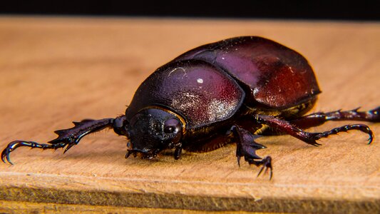 Tropical beetles red brown close up