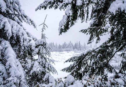 Snowy landscape pine photo