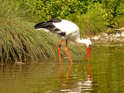 Waters animal bird