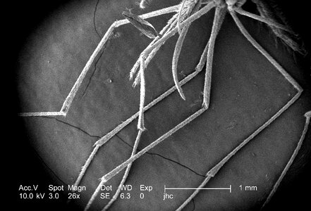 Genus human malaria