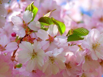 Cherry blossom japanese cherry japanese flowering cherry photo