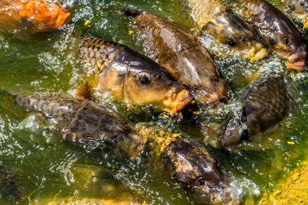 Animal carp fauna