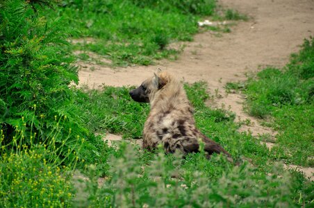 Wild animal africa predator