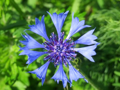 Bluebottle boutonniere flower hurtsickle