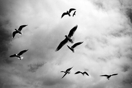 Flying birds photo