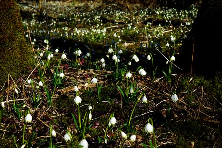 Spring flower blossom bloom photo