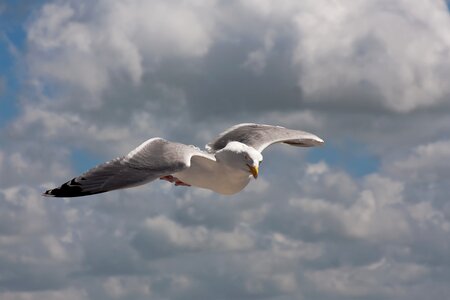 Water water bird animal photo