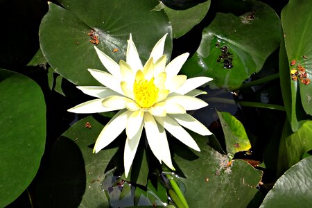 Mexican waterlily nymphaea mexicana flower