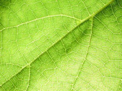 Background greenery leave