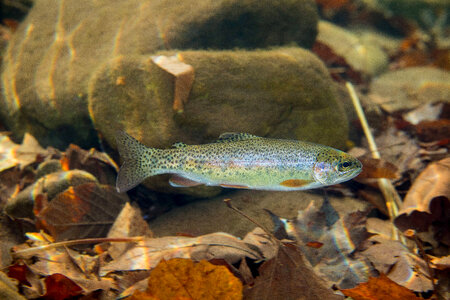 Rainbow Trout photo