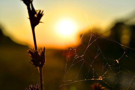 Grass Plants spider web sunset photo
