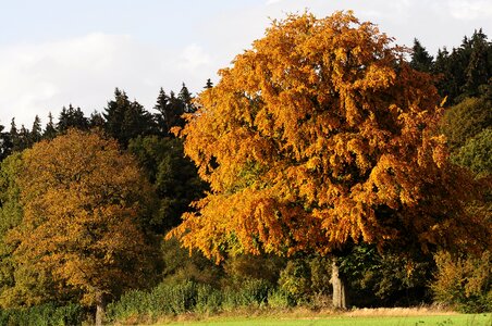 Tree in the fall golden autumn autumn colours photo
