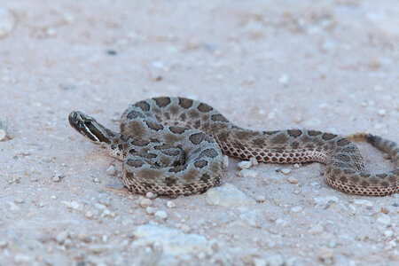 Western Massasauga Rattlesnake-2 photo