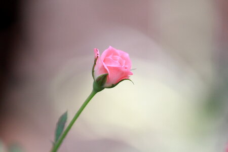 Small Beautiful Rose photo