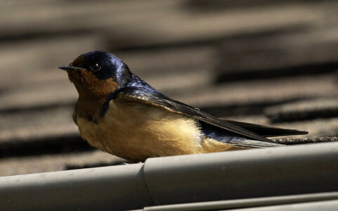 Barn Swallow on the roof photo