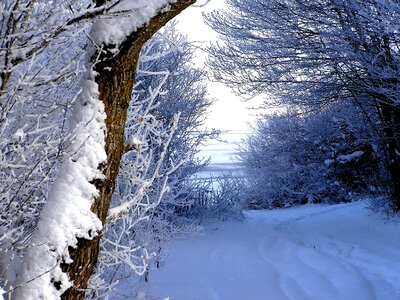 Snow trail tree