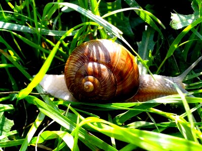 Auger garden garden snail