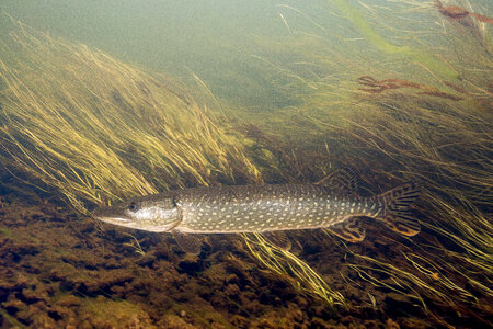 Northern Pike-1