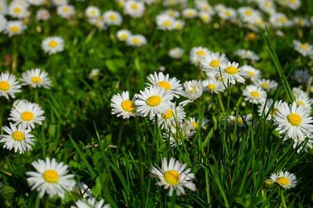 Bloom white bellis philosophy