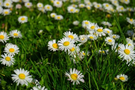 Bloom white bellis philosophy photo