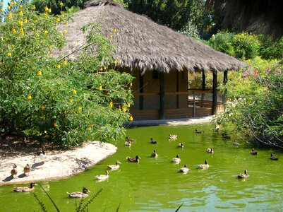 Lake ducks duck
