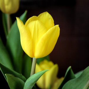 Blossom bloom yellow photo