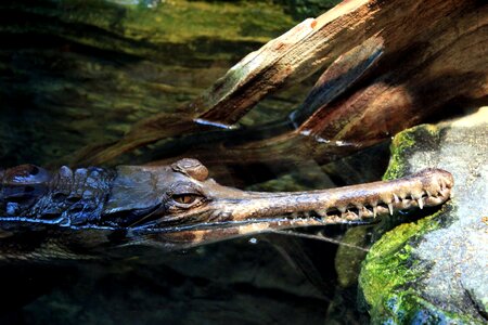 Animal predator reptile