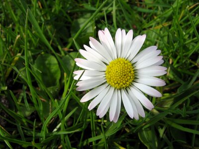 Flower in grass summer flora