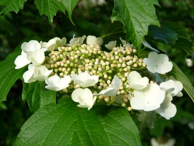 Hydrangea white garden photo