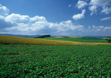 Soy plant in field with blue sky and white fluffy clouds photo