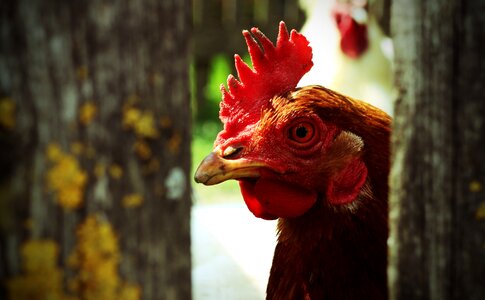 Bill portrait hen comb
