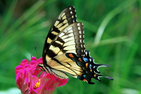 Wings garden insect