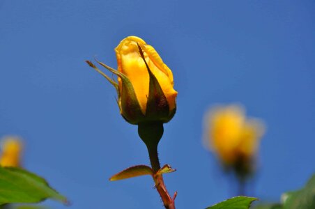 Beautiful Flowers beautiful photo biology