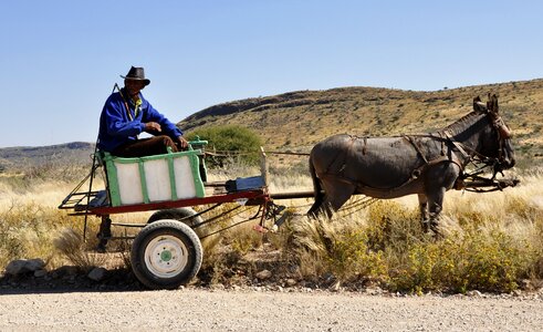 Wagon donkey agriculture